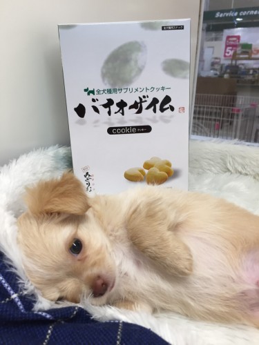 ファイル 2017-04-06 18 13 27