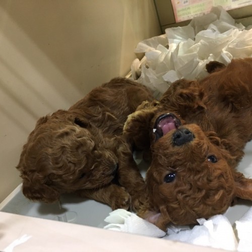 写真 2017-04-12 19 29 33