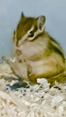 写真 2017-04-07 13 28 55