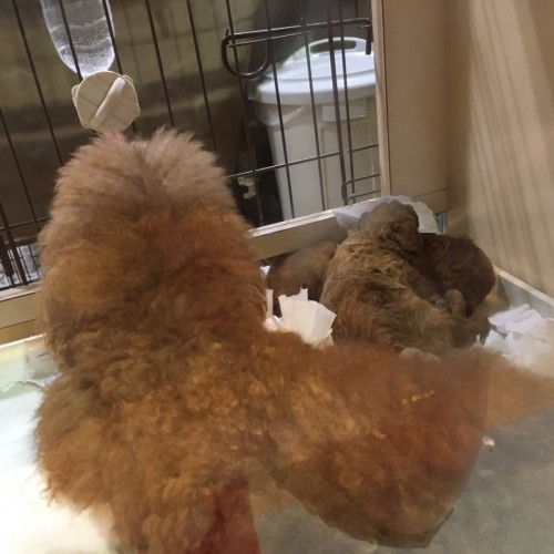 写真 2017-04-12 19 29 23