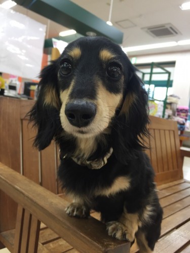 写真 2017-04-07 17 13 18