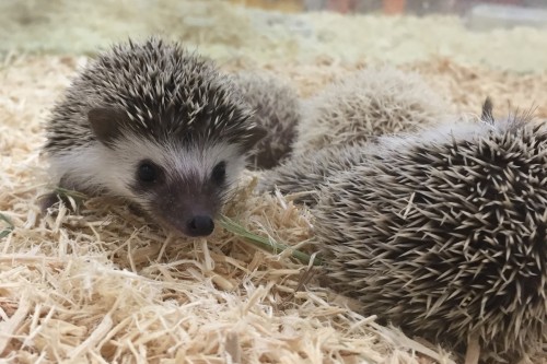 写真 2017-04-07 13 30 06