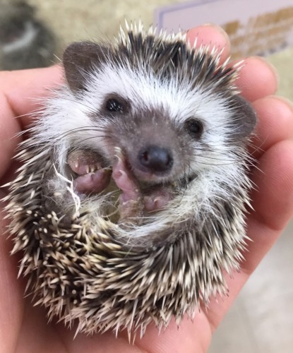 写真 2017-04-07 13 29 48