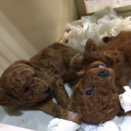 写真 2017-04-12 19 29 36