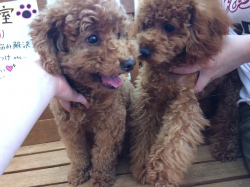 2017-05-14 14.27.29-1