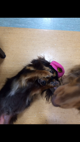 写真 2017-05-18 15 43 59