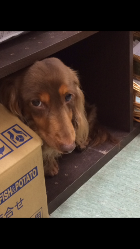 写真 2017-05-18 15 44 02