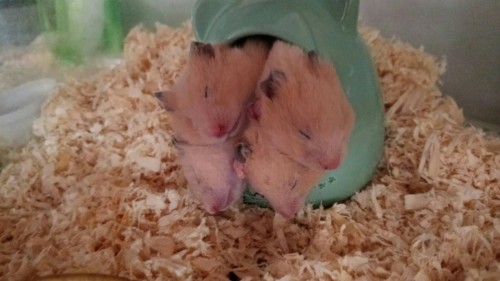 ファイル 2017-05-05 20 30 13