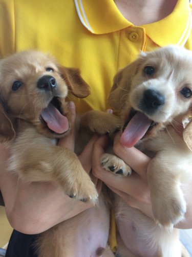 写真 2017-05-27 13 14 19