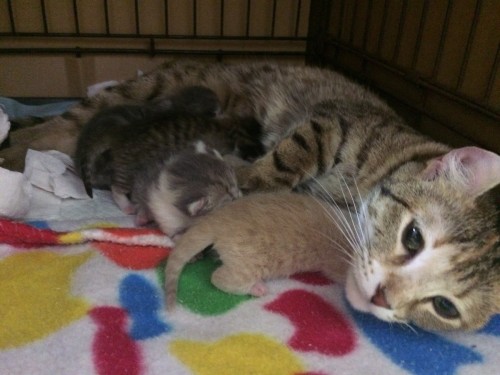 写真 2017-05-29 11 25 13