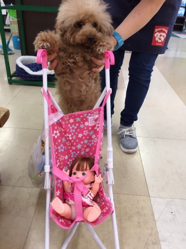 ファイル 2017-05-14 16 39 13