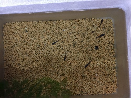 写真 2017-05-08 19 04 28