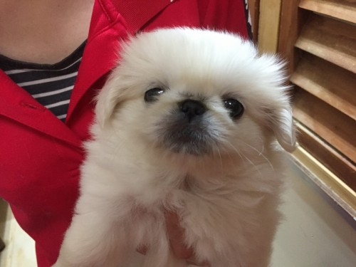 ファイル 2017-05-05 20 29 01