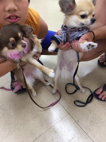 ファイル 2017-06-19 17 27 04