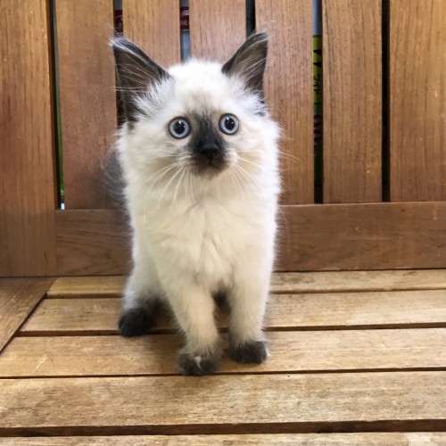 写真 2017-06-08 14 19 14