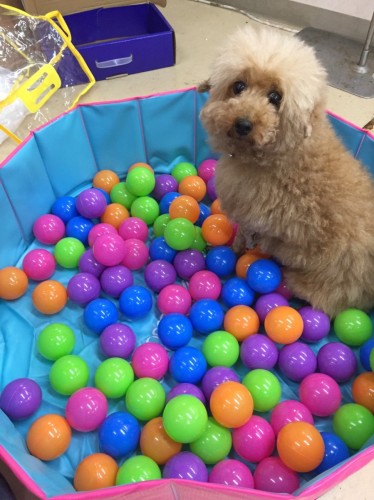 ファイル 2017-06-28 12 54 11