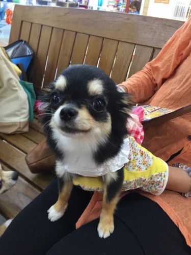 ファイル 2017-06-19 17 27 49