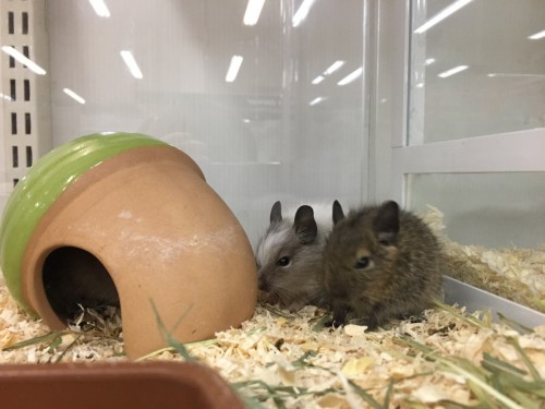 ファイル 2017-06-13 20 05 49 (1)