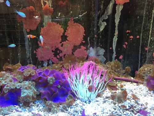 写真 2017-06-11 13 30 33