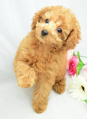 写真 2017-01-12 17 12 58