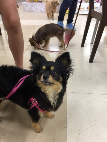 ファイル 2017-06-19 17 27 26