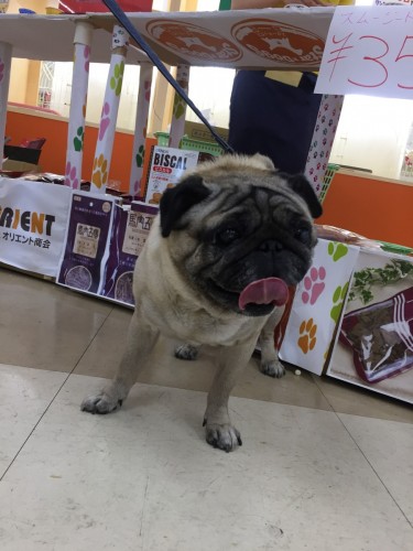 ファイル 2017-06-21 10 11 54