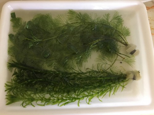 写真 2017-06-12 18 46 34