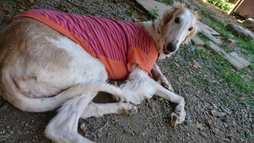 写真 2017-06-25 17 47 51