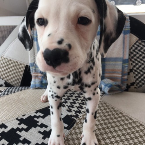 写真 2017-07-29 14 40 36