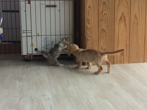 写真 2017-07-26 13 50 08