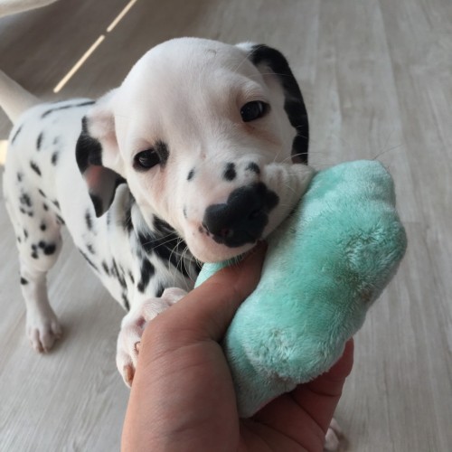 写真 2017-07-29 14 40 43