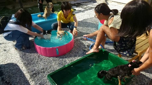 ファイル 2017-07-20 14 29 19