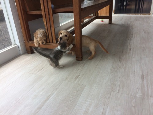 写真 2017-07-26 13 45 05