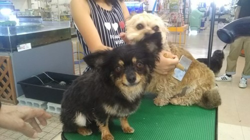 ファイル 2017-07-20 14 43 48