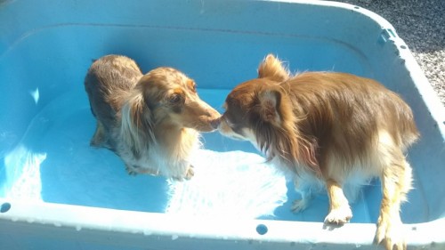 ファイル 2017-07-20 14 29 58