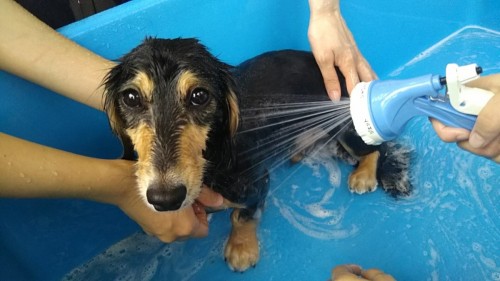 ファイル 2017-08-26 19 12 50