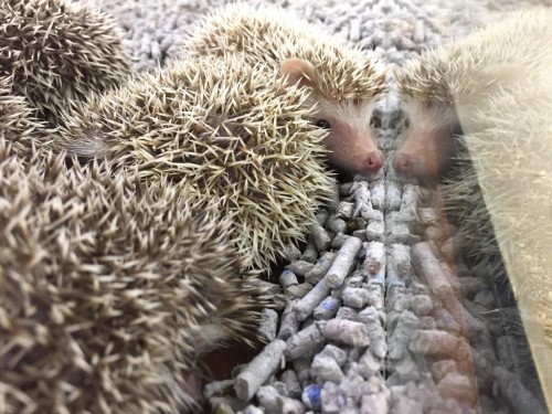 写真 2017-08-30 17 43 26