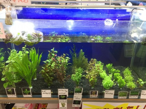 写真 2017-08-22 18 55 19