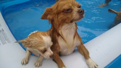 ファイル 2017-08-26 19 13 01