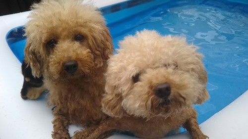 ファイル 2017-08-26 18 13 07