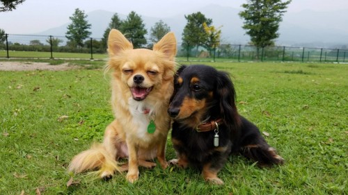 IMG_8755[2]