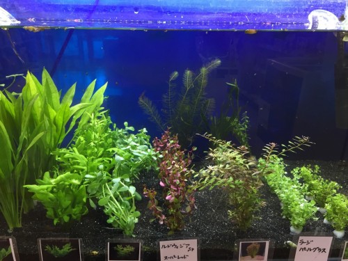 写真 2017-09-07 14 07 42