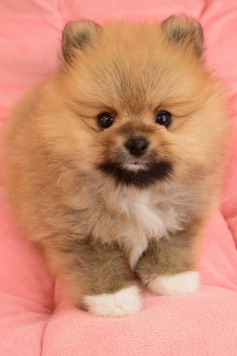 写真 2017-10-30 15 26 14