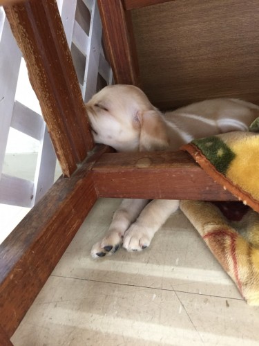 写真 2017-10-01 13 30 02