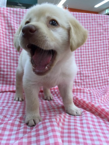 写真 2017-09-30 19 32 52