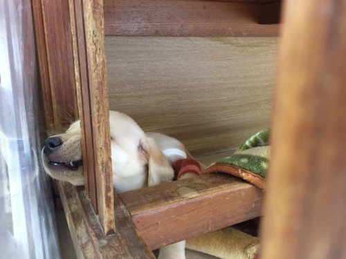 写真 2017-10-01 13 30 07