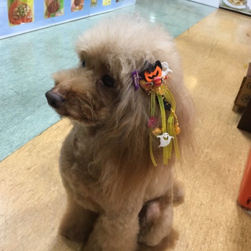 写真 2017-10-14 9 41 35