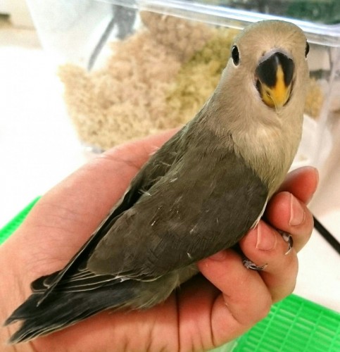 写真 2017-11-04 16 26 52