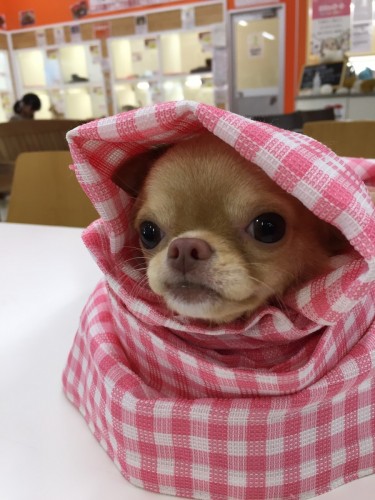 ファイル 2017-11-04 16 56 42