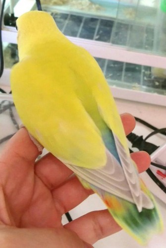 写真 2017-11-04 16 26 59